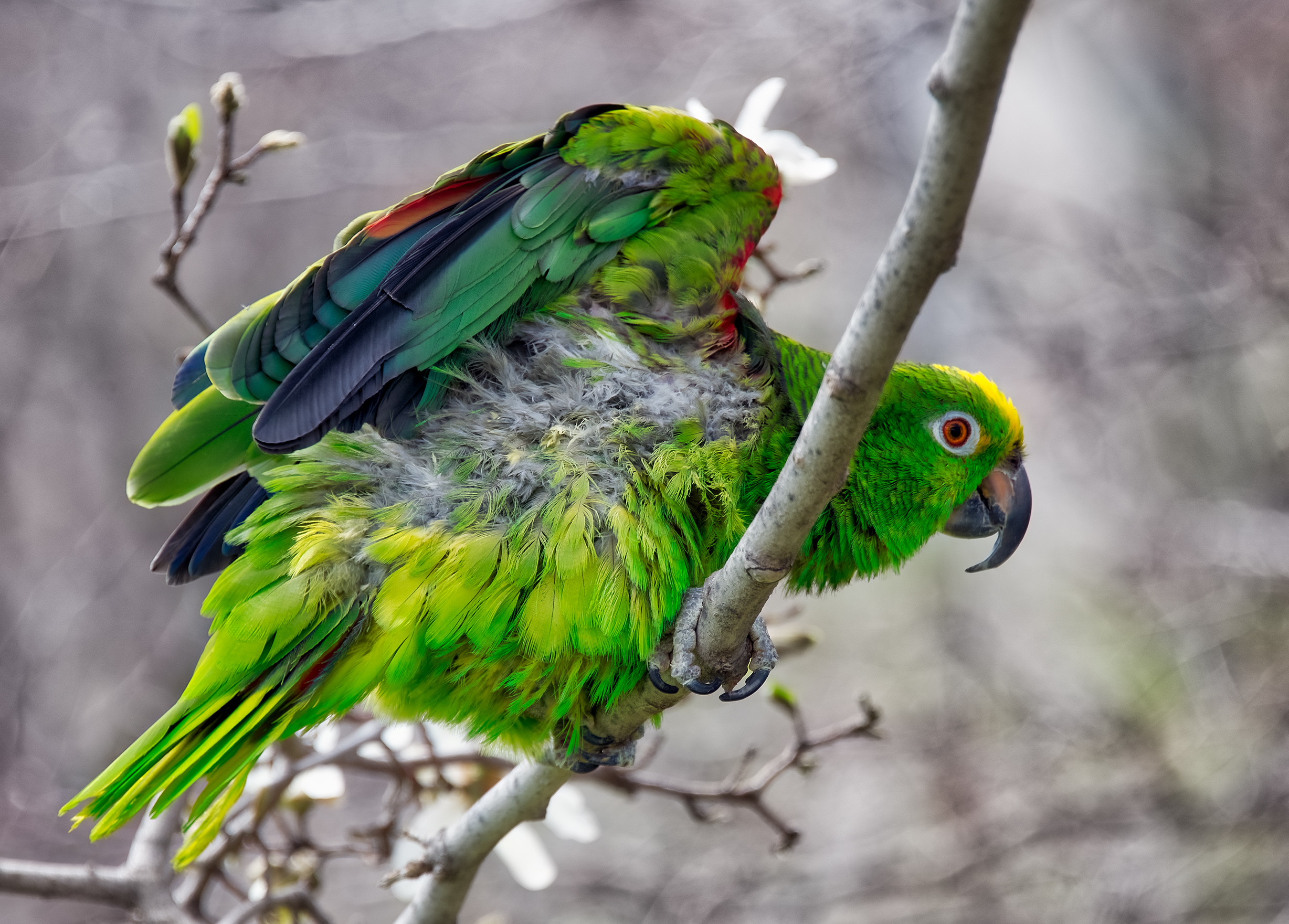 Wild Bird